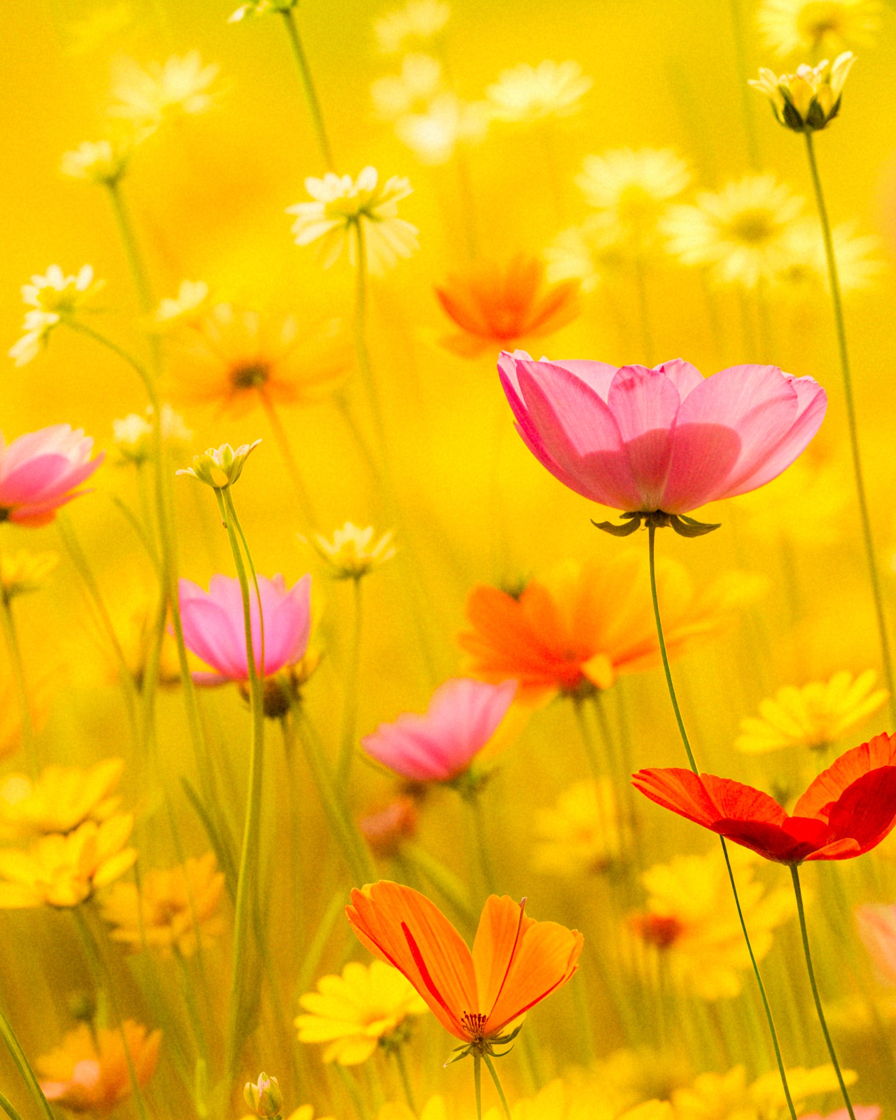 Sommer plakat, blomster