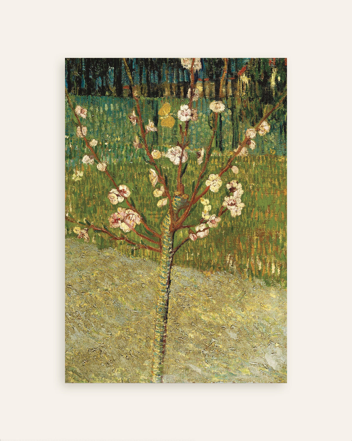 Poster af Mandeltræ i blomst (1888) af Vincent van Gogh, miniature