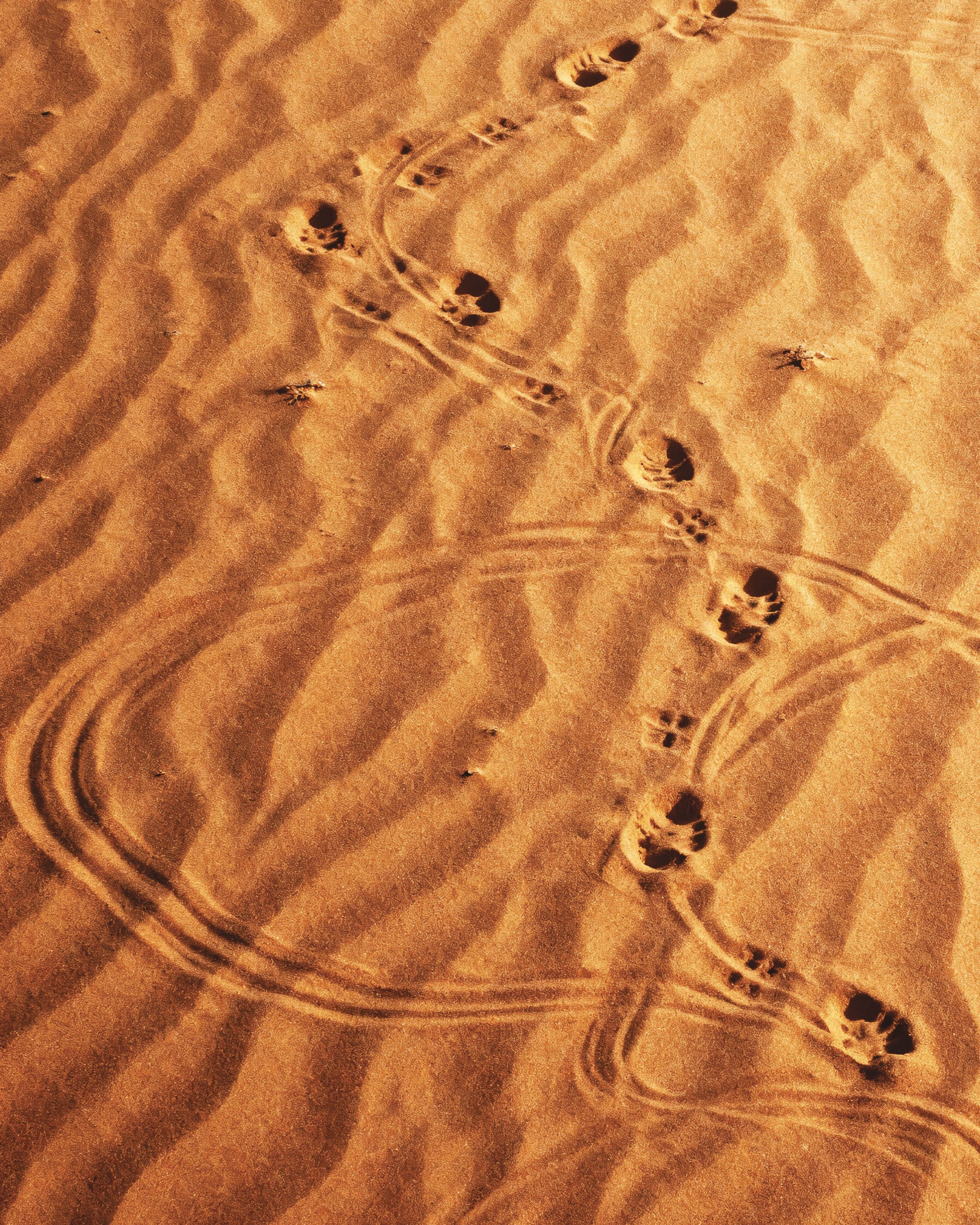 Dune Sandwalk, ørkenfodspor poster